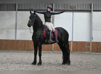 Fries paard, Hengst, 3 Jaar, 165 cm, Zwartschimmel