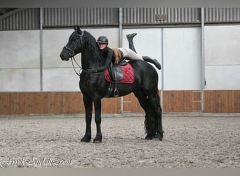 Fries paard, Hengst, 3 Jaar, 165 cm, Zwartschimmel