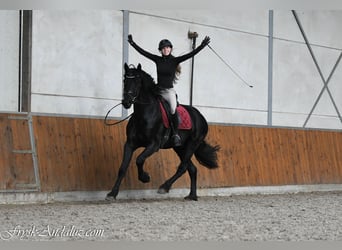 Fries paard, Hengst, 3 Jaar, 165 cm, Zwartschimmel