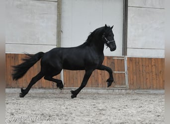 Fries paard, Hengst, 3 Jaar, 165 cm, Zwartschimmel