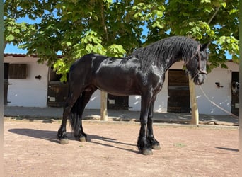 Fries paard, Hengst, 3 Jaar, 166 cm, Zwart