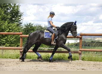 Fries paard, Hengst, 3 Jaar, 166 cm, Zwart