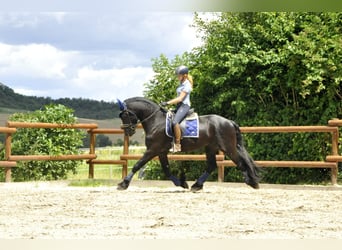 Fries paard, Hengst, 3 Jaar, 166 cm, Zwart