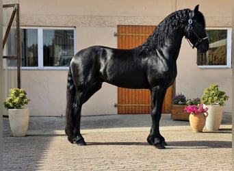 Fries paard, Hengst, 3 Jaar, 166 cm, Zwart