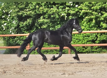 Fries paard, Hengst, 3 Jaar, 166 cm, Zwart