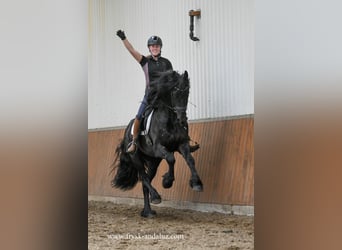 Fries paard, Hengst, 3 Jaar, 166 cm, Zwart