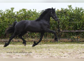 Fries paard, Hengst, 3 Jaar, 166 cm, Zwart