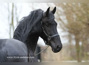 Fries paard, Hengst, 3 Jaar, 166 cm, Zwart