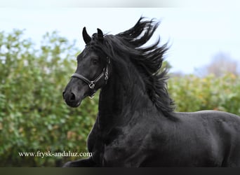 Fries paard, Hengst, 3 Jaar, 166 cm, Zwart