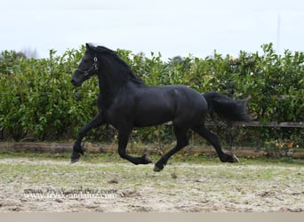 Fries paard, Hengst, 3 Jaar, 166 cm, Zwart