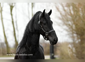 Fries paard, Hengst, 3 Jaar, 166 cm, Zwart