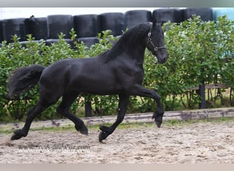 Fries paard, Hengst, 3 Jaar, 166 cm, Zwart