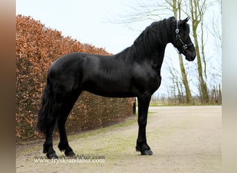 Fries paard, Hengst, 3 Jaar, 166 cm, Zwart