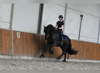 Fries paard, Hengst, 3 Jaar, 166 cm, Zwart