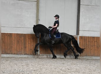 Fries paard, Hengst, 3 Jaar, 166 cm, Zwart
