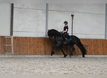 Fries paard, Hengst, 3 Jaar, 166 cm, Zwart