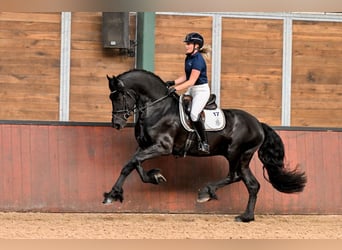 Fries paard, Hengst, 3 Jaar, 167 cm, Zwart