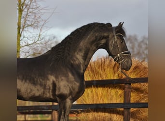 Fries paard, Hengst, 3 Jaar, 167 cm, Zwart