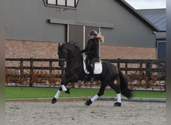 Fries paard, Hengst, 3 Jaar, 167 cm, Zwart