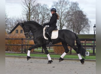 Fries paard, Hengst, 3 Jaar, 167 cm, Zwart