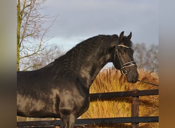 Fries paard, Hengst, 3 Jaar, 167 cm, Zwart