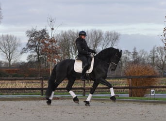 Fries paard, Hengst, 3 Jaar, 167 cm, Zwart