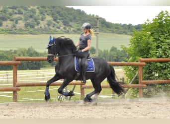Fries paard, Hengst, 3 Jaar, 167 cm, Zwart