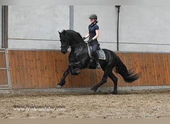 Fries paard, Hengst, 3 Jaar, 167 cm, Zwart