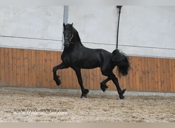 Fries paard, Hengst, 3 Jaar, 167 cm, Zwart