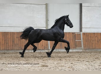 Fries paard, Hengst, 3 Jaar, 167 cm, Zwart