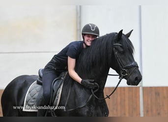 Fries paard, Hengst, 3 Jaar, 167 cm, Zwart