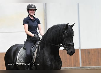 Fries paard, Hengst, 3 Jaar, 167 cm, Zwart