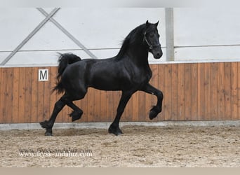 Fries paard, Hengst, 3 Jaar, 167 cm, Zwart