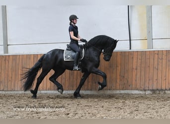 Fries paard, Hengst, 3 Jaar, 167 cm, Zwart