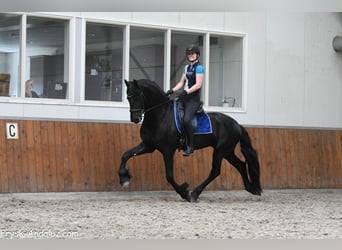 Fries paard, Hengst, 3 Jaar, 167 cm, Zwart