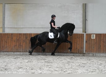 Fries paard, Hengst, 3 Jaar, 167 cm, Zwart