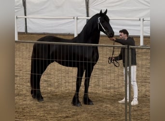 Fries paard, Hengst, 3 Jaar, 168 cm, Zwart