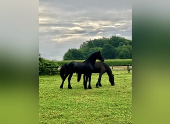 Fries paard, Hengst, 3 Jaar, 168 cm, Zwart