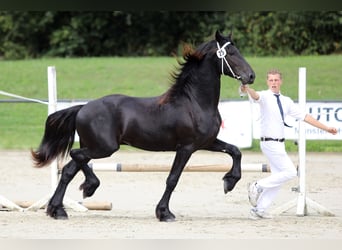 Fries paard, Hengst, 3 Jaar, 168 cm, Zwart