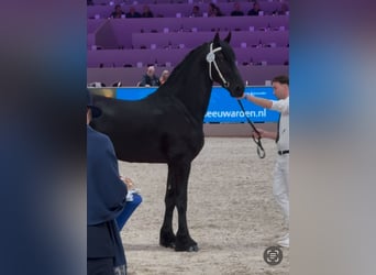 Fries paard, Hengst, 3 Jaar, 168 cm, Zwart