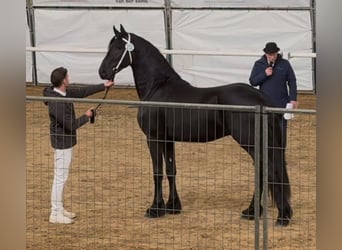 Fries paard, Hengst, 3 Jaar, 168 cm, Zwart