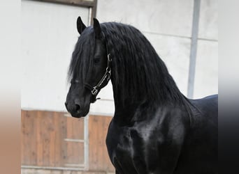 Fries paard, Hengst, 3 Jaar, 168 cm, Zwart