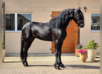Fries paard, Hengst, 3 Jaar, 168 cm, Zwart
