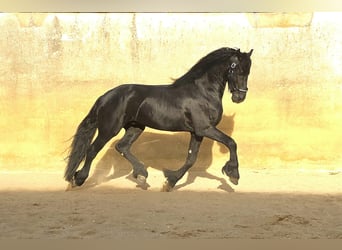 Fries paard, Hengst, 3 Jaar, 168 cm, Zwart
