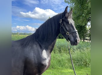 Fries paard, Hengst, 3 Jaar, 168 cm, Zwart