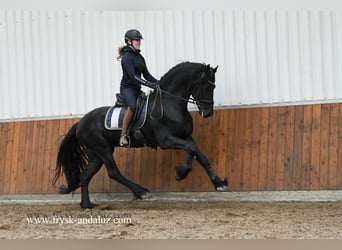 Fries paard, Hengst, 3 Jaar, 168 cm, Zwart