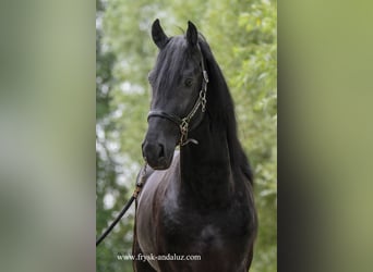 Fries paard, Hengst, 3 Jaar, 168 cm, Zwart