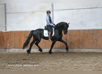 Fries paard, Hengst, 3 Jaar, 169 cm, Zwart