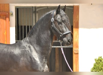 Fries paard, Hengst, 3 Jaar, 170 cm, Zwart