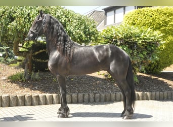 Fries paard, Hengst, 3 Jaar, 170 cm, Zwart